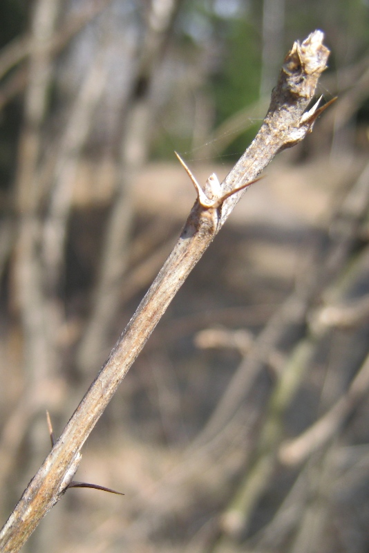 Изображение особи Caragana arborescens.