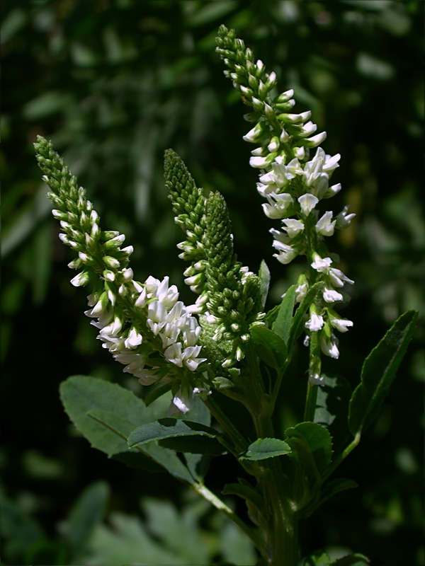 Изображение особи Melilotus albus.