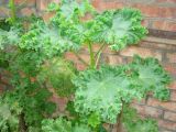 Malva verticillata var. crispa