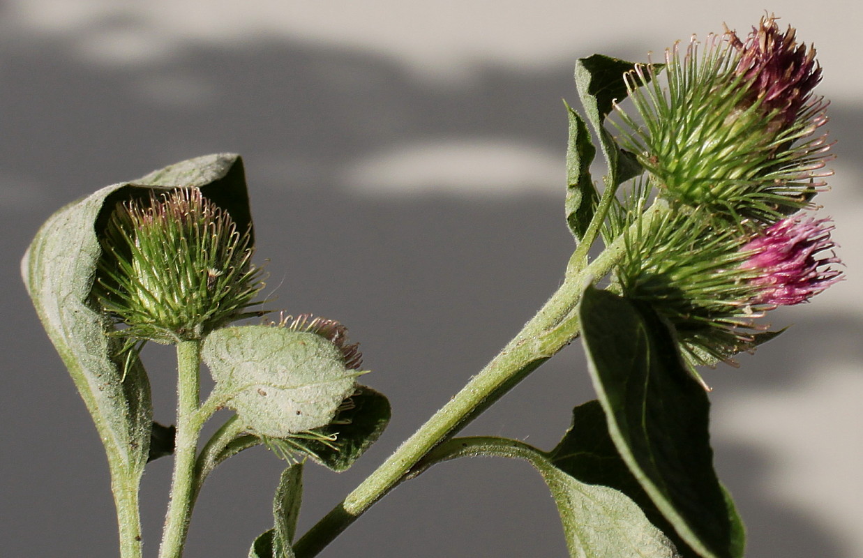 Image of Arctium minus specimen.