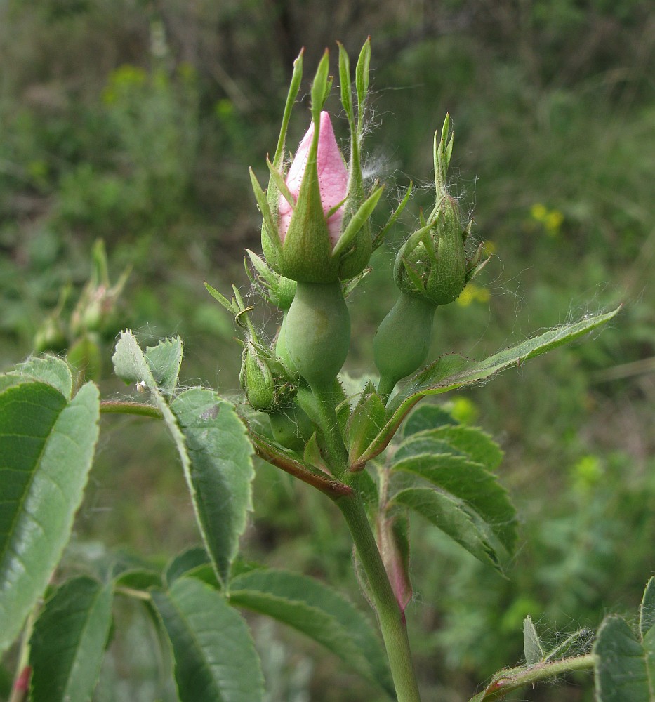 Image of Rosa podolica specimen.