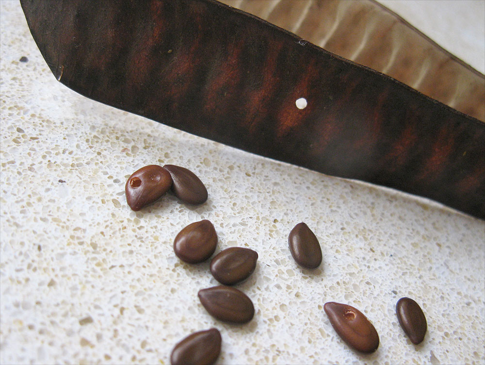 Image of Leucaena leucocephala specimen.