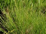 Carex canescens. Цветущее растение на берегу заболоченного озерца. Хабаровский край, Ванинский р-н, окр. пос. Высокогорный. 12.06.2012.