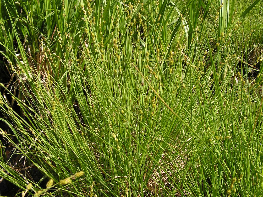Image of Carex canescens specimen.