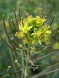 Sisymbrium irio. Верхняя часть соцветия с цветками и плодами. Крым, Бахчисарай. 5 мая 2009 г.