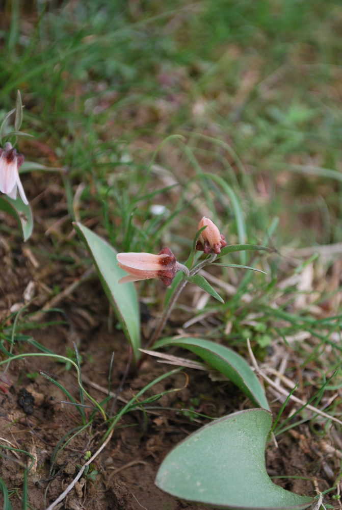 Изображение особи Rhinopetalum stenantherum.