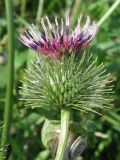 Arctium &times; ambiguum