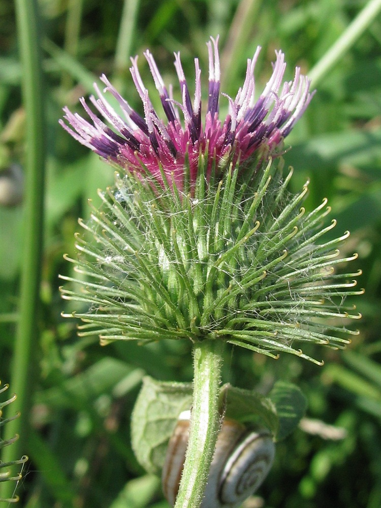 Изображение особи Arctium &times; ambiguum.