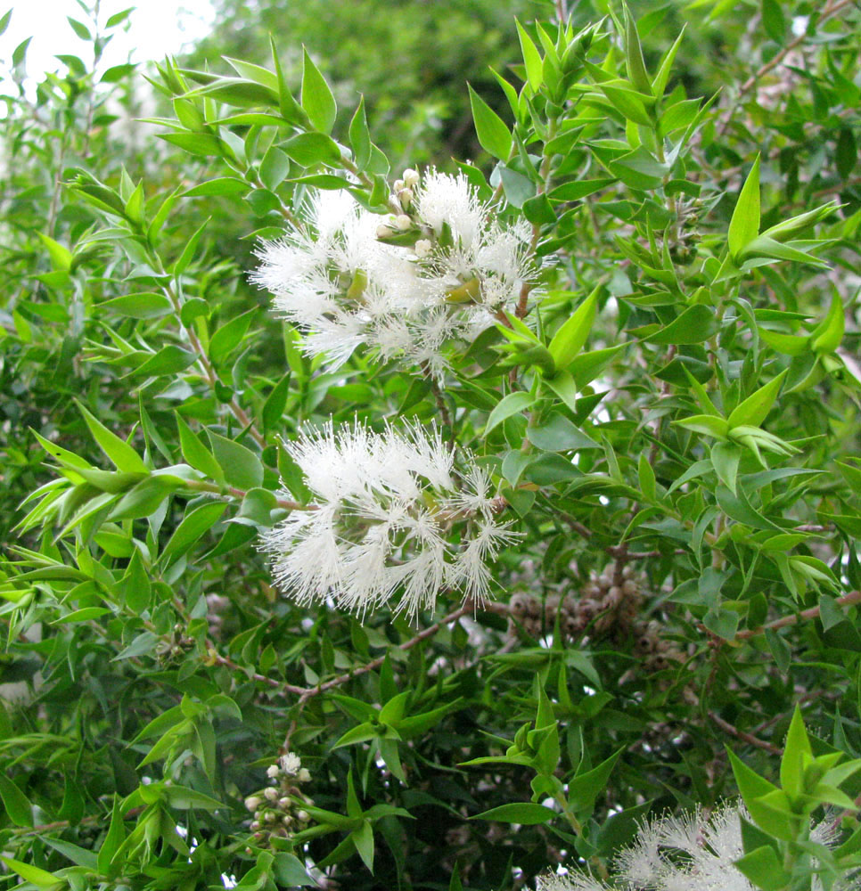 Image of Melaleuca styphelioides specimen.