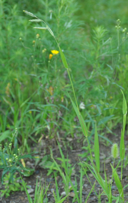 Изображение особи Eriochloa villosa.