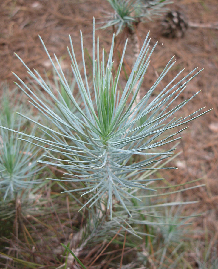 Image of Pinus canariensis specimen.