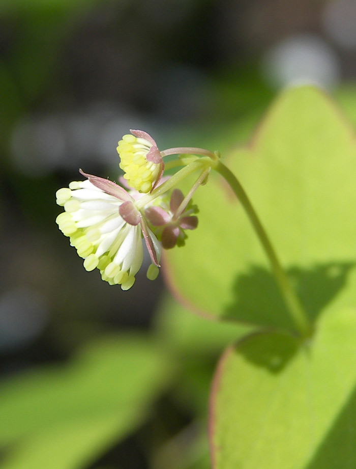 Изображение особи Thalictrum filamentosum.