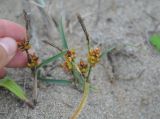 Carex pumila