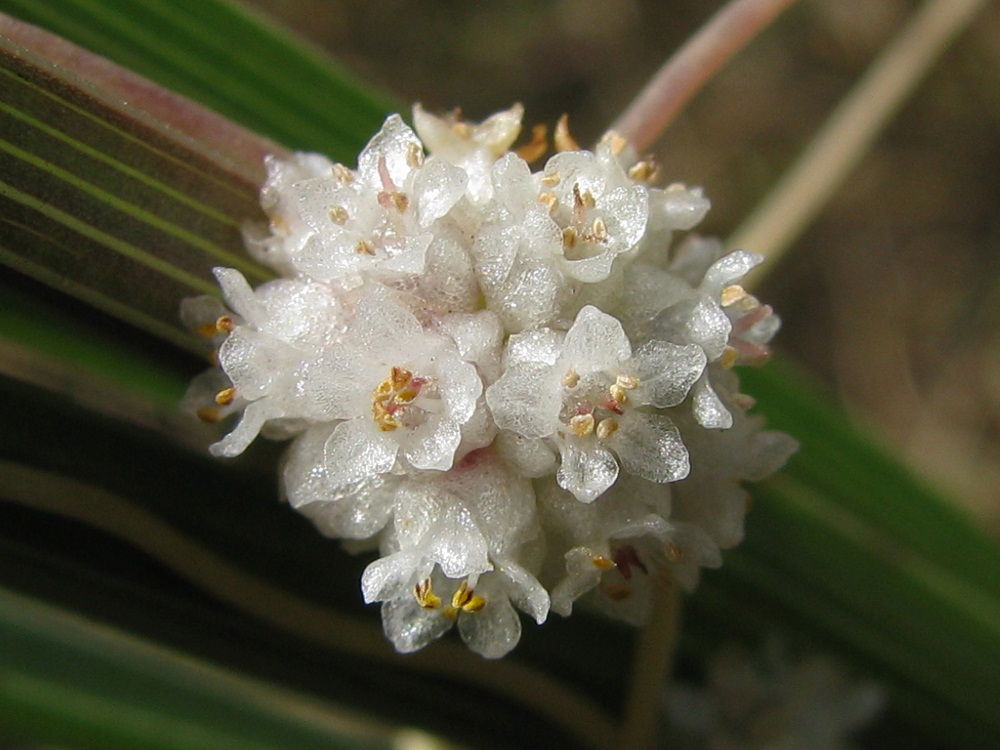 Image of Cuscuta planiflora specimen.