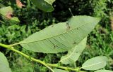 Salix &times; tetrapla