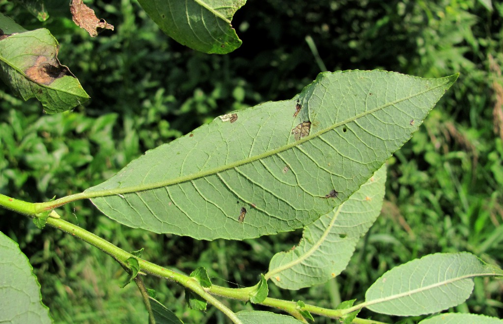 Image of Salix &times; tetrapla specimen.