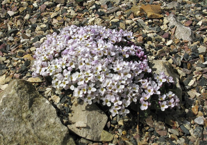 Изображение особи Eunomia rotundifolia.