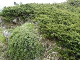 Juniperus hemisphaerica. Стланик на яйле. Крым, Ялта, Ялтинская яйла. 29.05.2009.