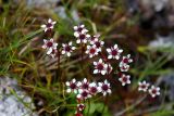 Micranthes melaleuca