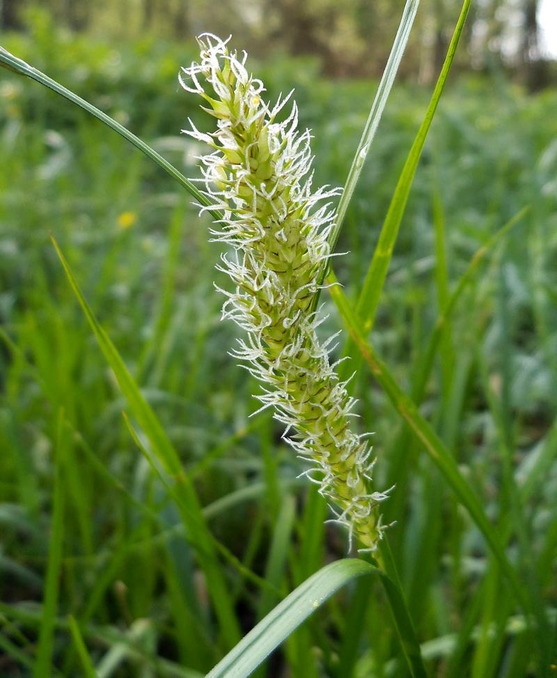 Изображение особи Carex vesicaria.