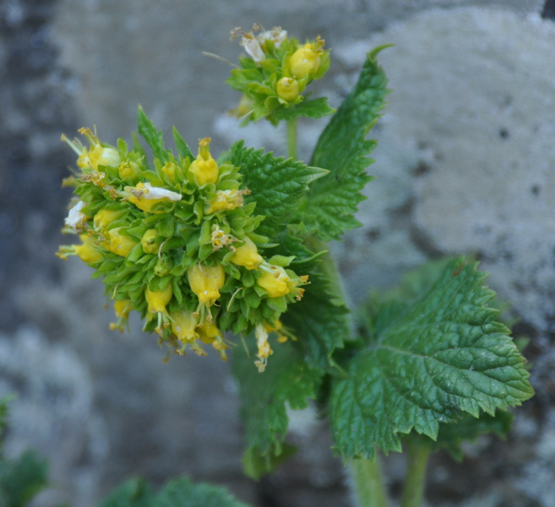 Image of Scrophularia chrysantha specimen.