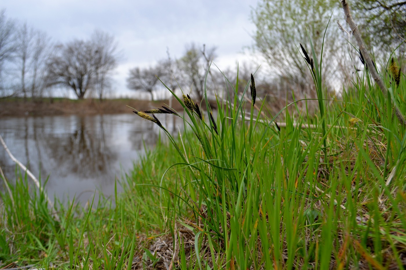 Image of genus Carex specimen.