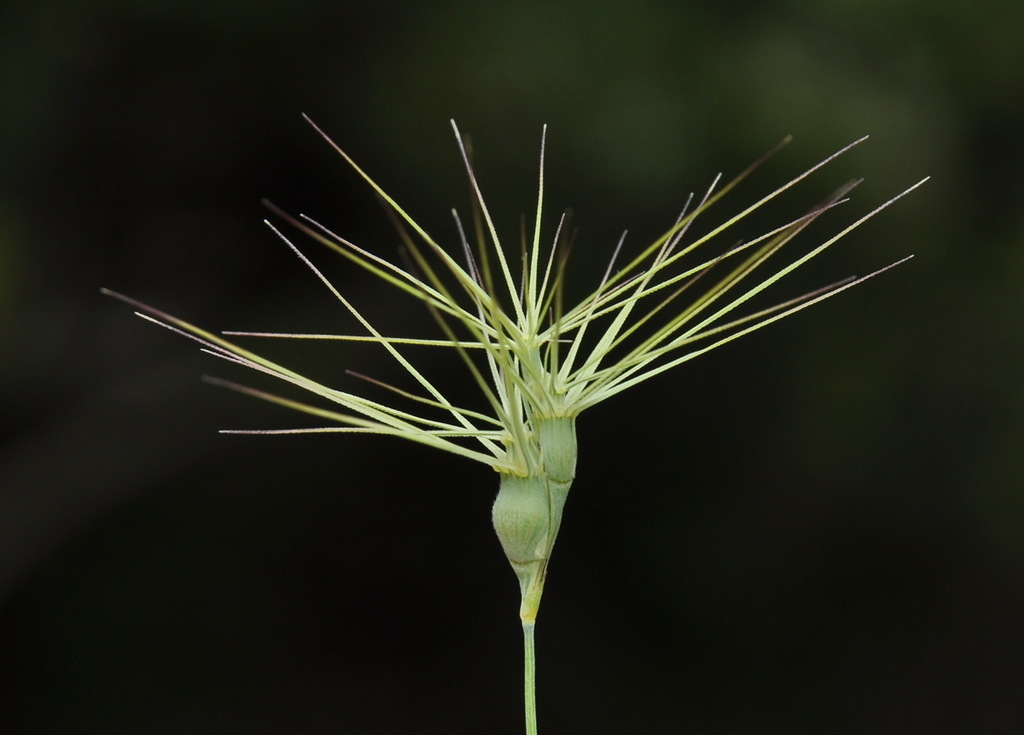 Image of Aegilops geniculata specimen.