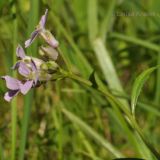 Dontostemon dentatus. Побег с соцветием. Приморский край, Уссурийский р-н, окр. с. Монакино, кромка дубового леса. 22.06.2013.