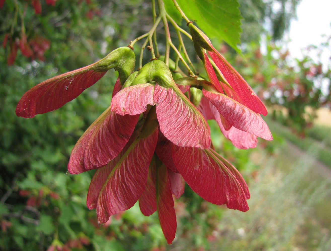 Image of Acer tataricum specimen.