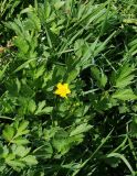 Ranunculus repens. Цветущее растение. Санкт-Петербург, пустырь. 2 июня 2009 г.