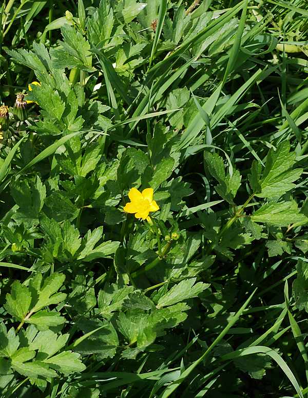 Image of Ranunculus repens specimen.