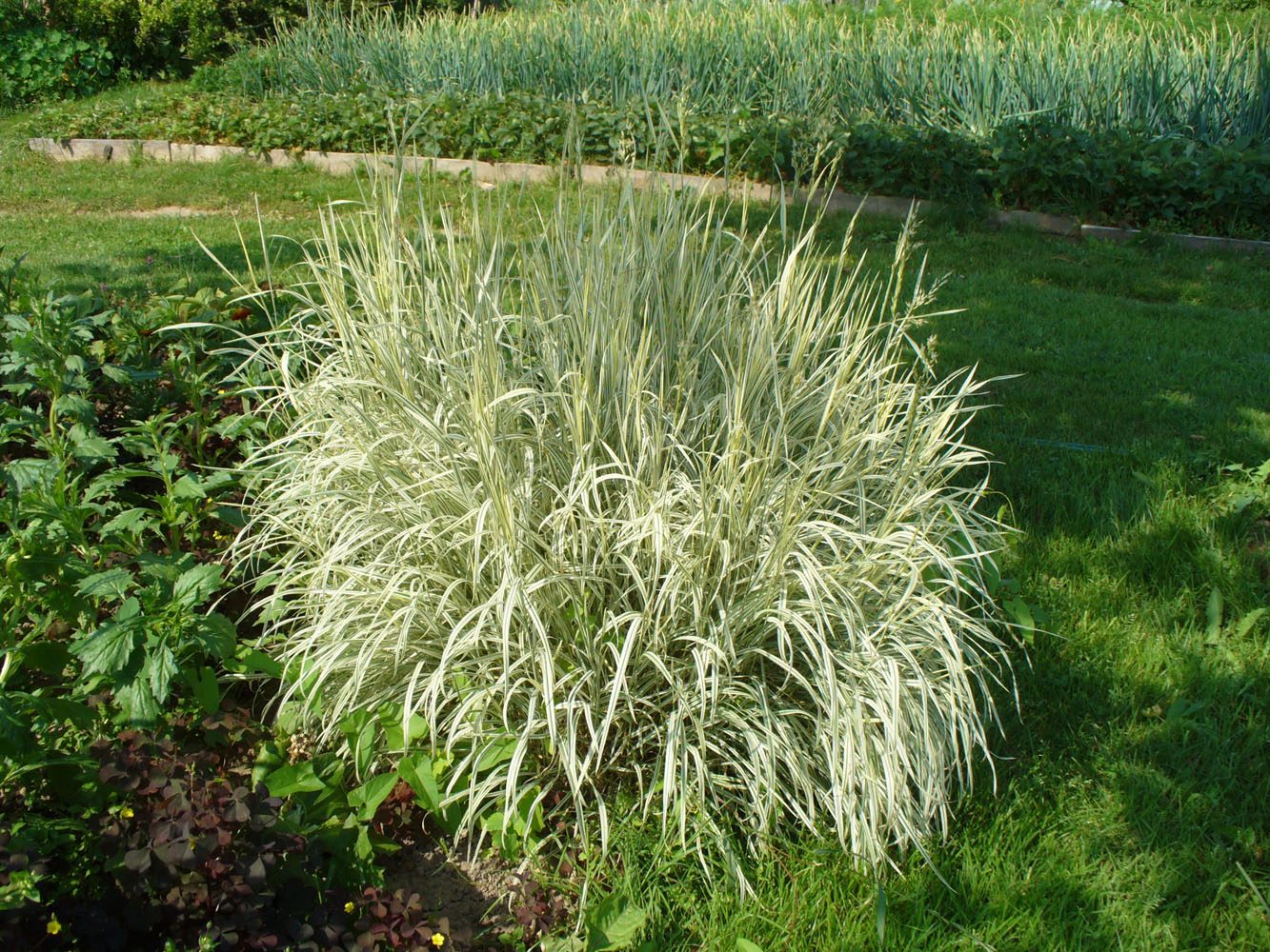 Image of Arrhenatherum elatius ssp. bulbosum specimen.