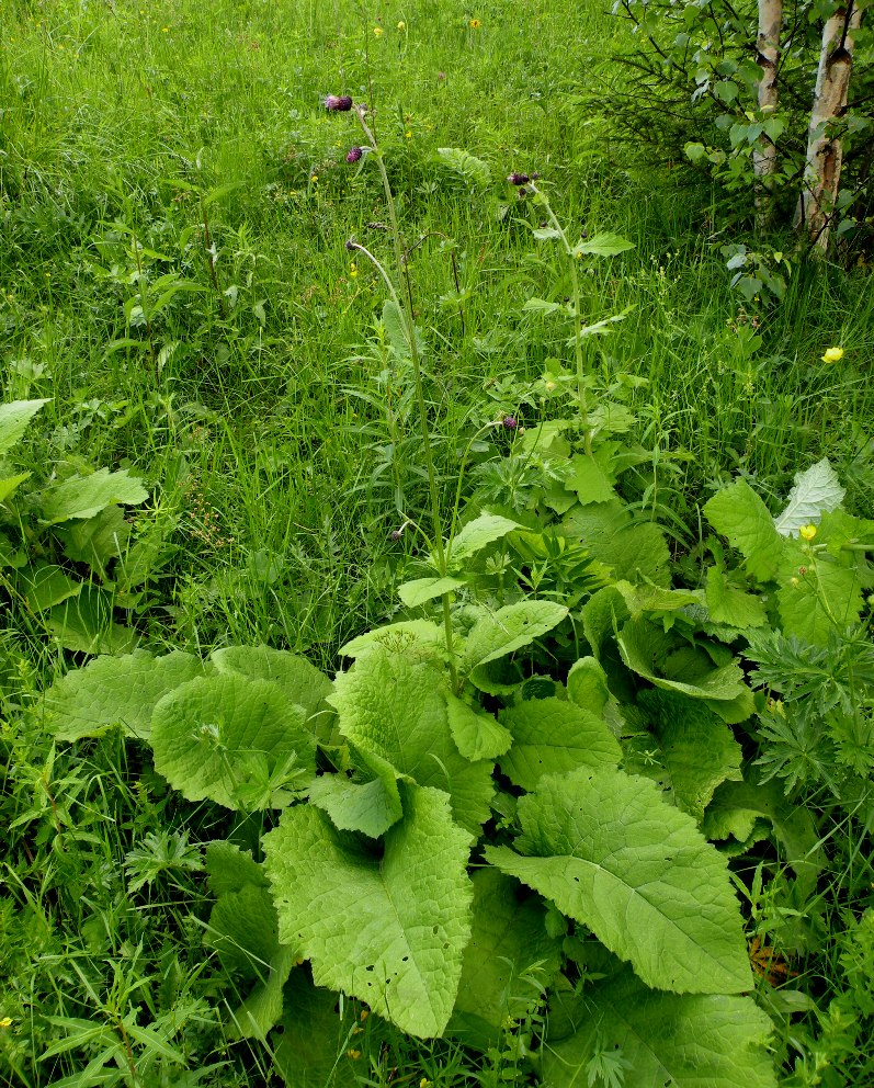 Изображение особи Cirsium waldsteinii.