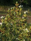 Salvia aethiopis. Верхушка отцветающего и плодоносящего растения. Краснодарский край, окр. г. Крымск, остепнённый луг на склоне горы. 17.07.2013.