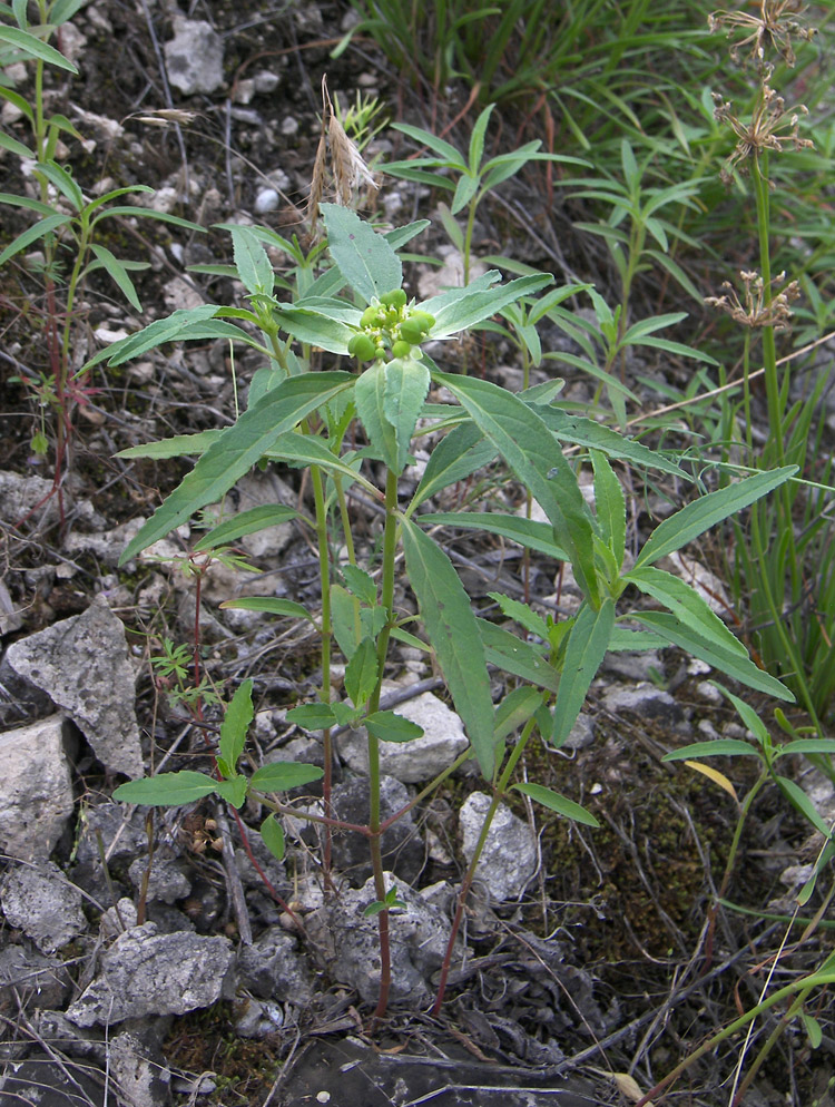 Image of Euphorbia davidii specimen.