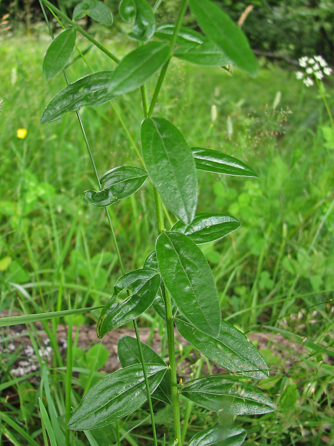 Image of Genista tinctoria specimen.
