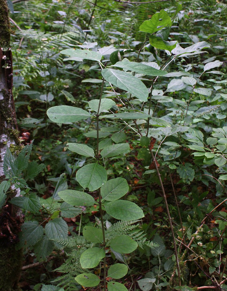 Image of Lonicera xylosteum specimen.