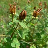 Hypericum maculatum