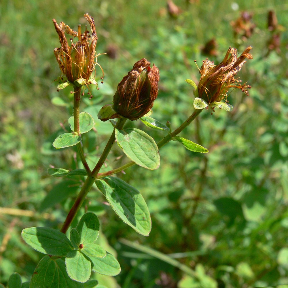 Image of Hypericum maculatum specimen.