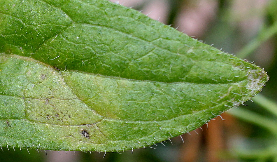 Image of Rudbeckia hirta specimen.