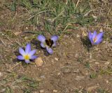 Crocus cancellatus subspecies mazziaricus