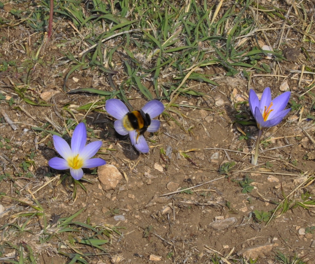 Изображение особи Crocus cancellatus ssp. mazziaricus.