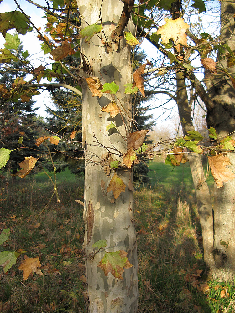 Изображение особи Platanus &times; acerifolia.