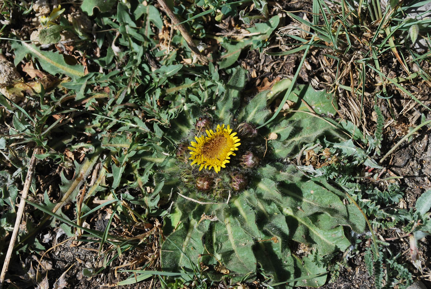 Изображение особи Inula rhizocephala.