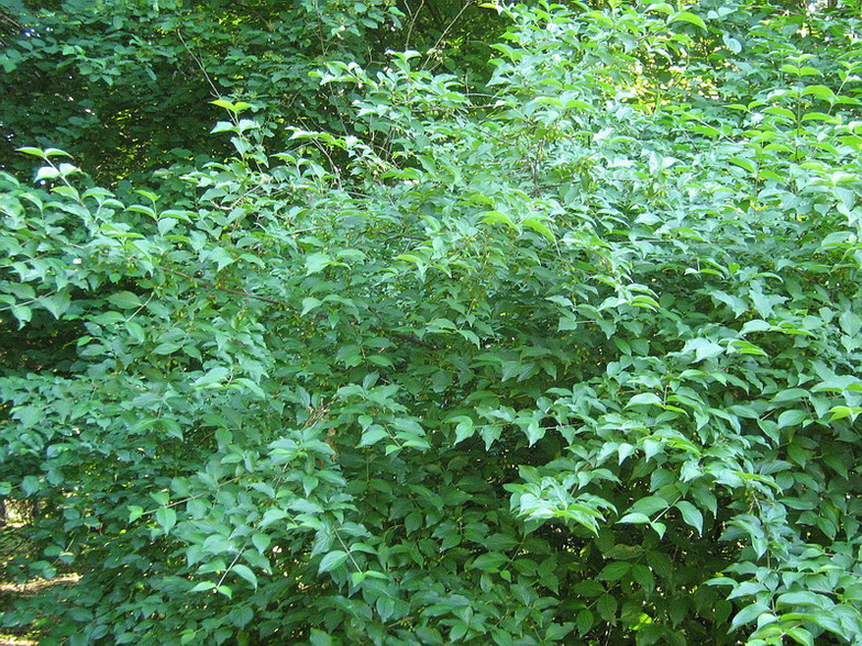 Image of Cornus mas specimen.