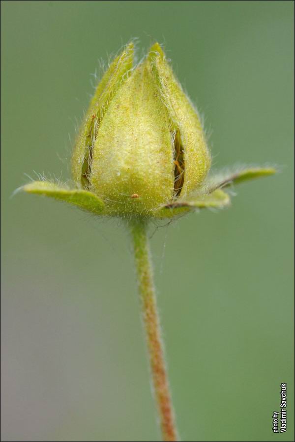 Image of Potentilla umbrosa specimen.