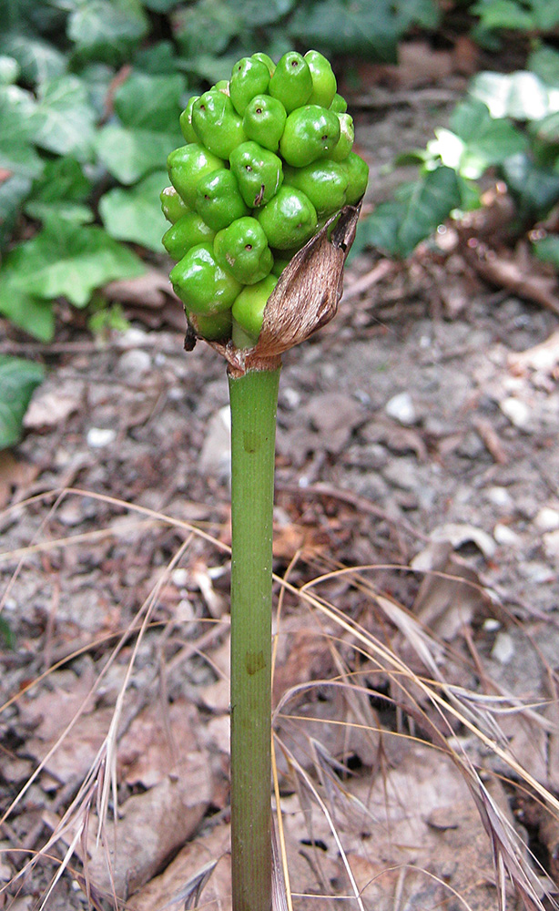 Image of Arum elongatum specimen.