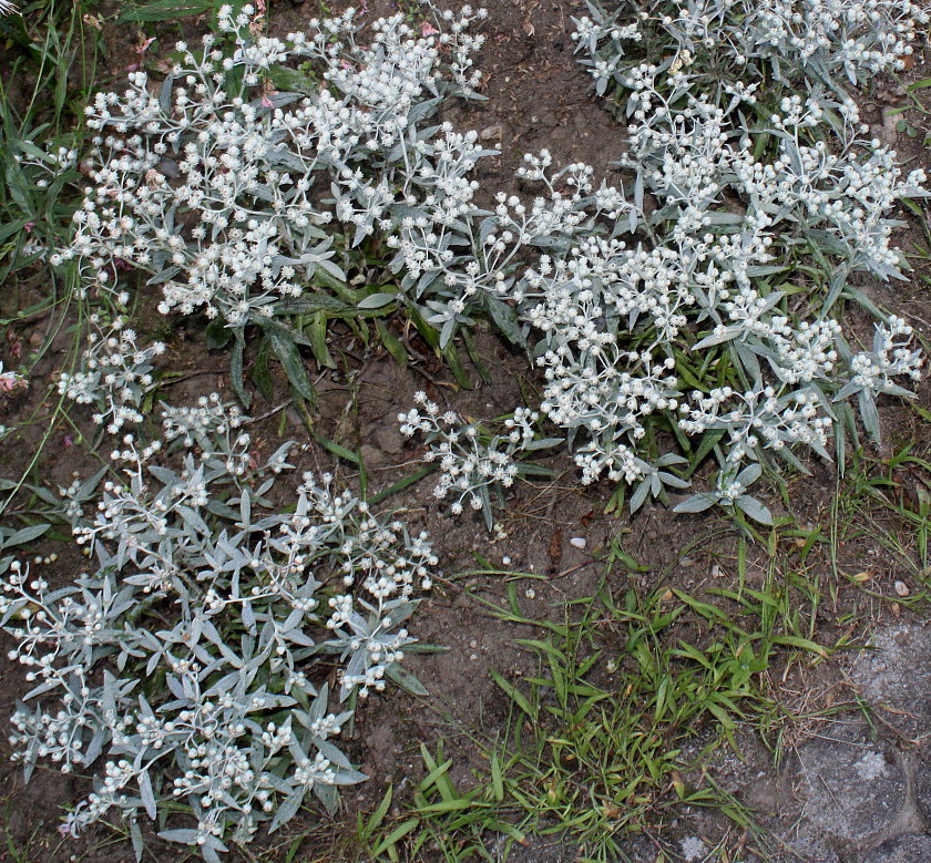 Image of Anaphalis triplinervis specimen.