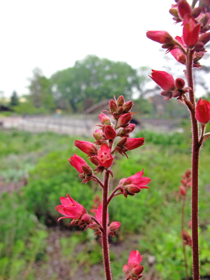 Image of genus Heuchera specimen.