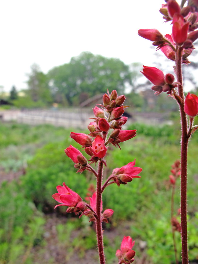 Изображение особи род Heuchera.